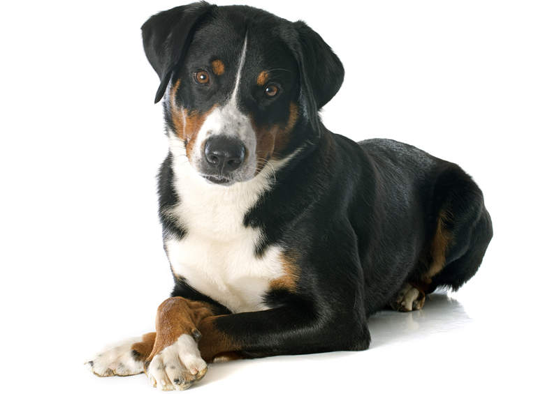 Apenzelio zenenhundas (Appenzeller Sennenhund)