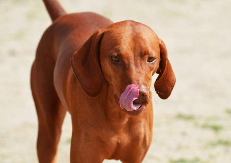 Redbono kunhaundas (Redbone Coonhound)