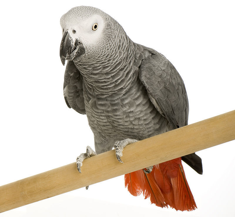 afrikos pilkoji papuga zako gray parrot