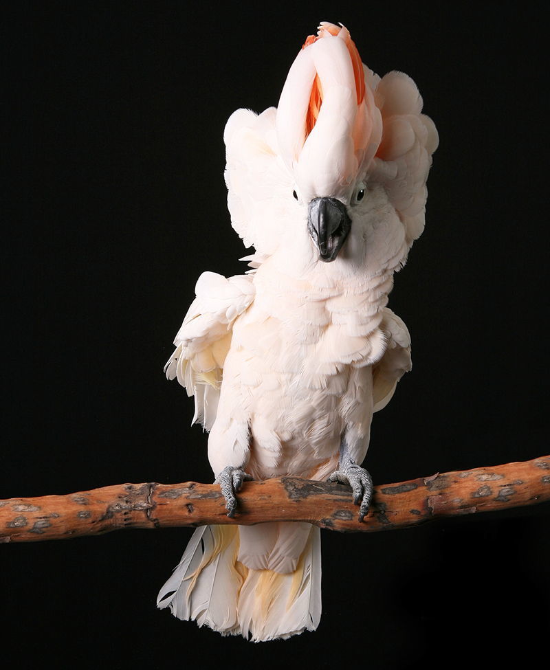 kakadu papuga cockatoo 2