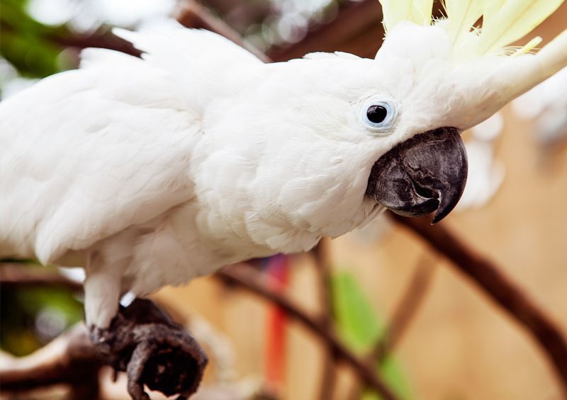 kakadu papuga cockatoo