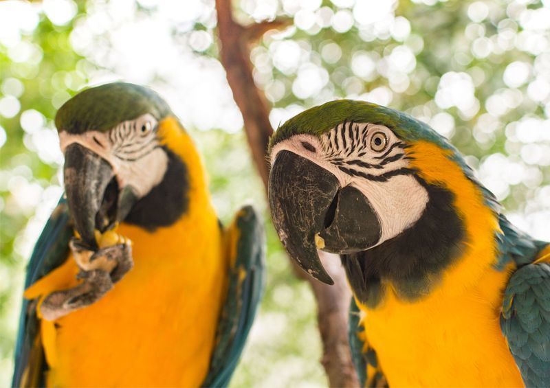 kalbancios papugos ara macaw