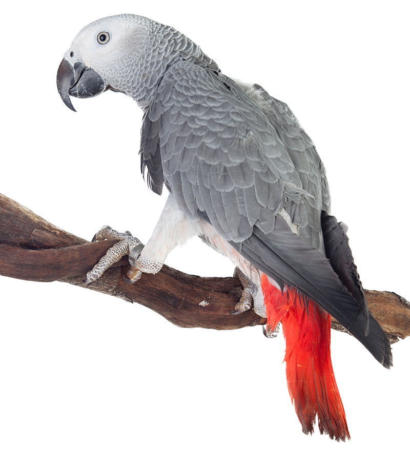 zako papuga gray parrot