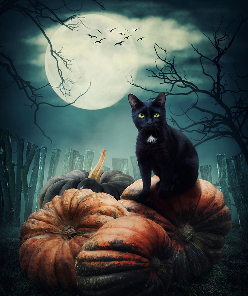 juodas katinas nakti
