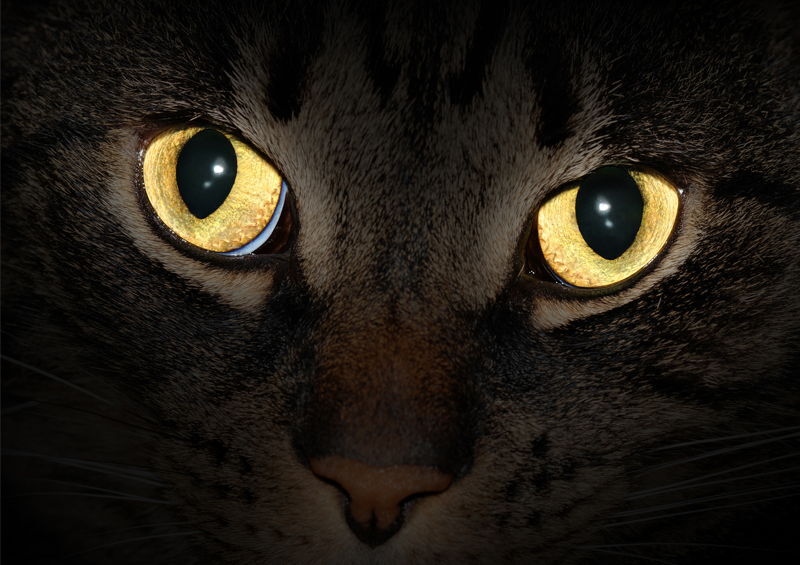 juodos kates akys
