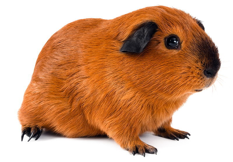 kalifornijos juru kiaulyte Californian guinea pig