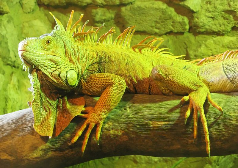 zalioji iguana