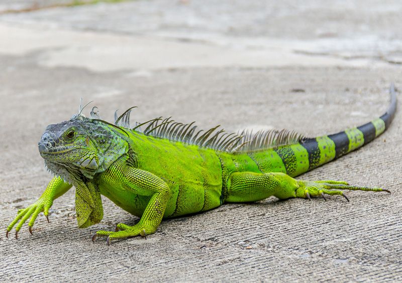 zalioji iguana