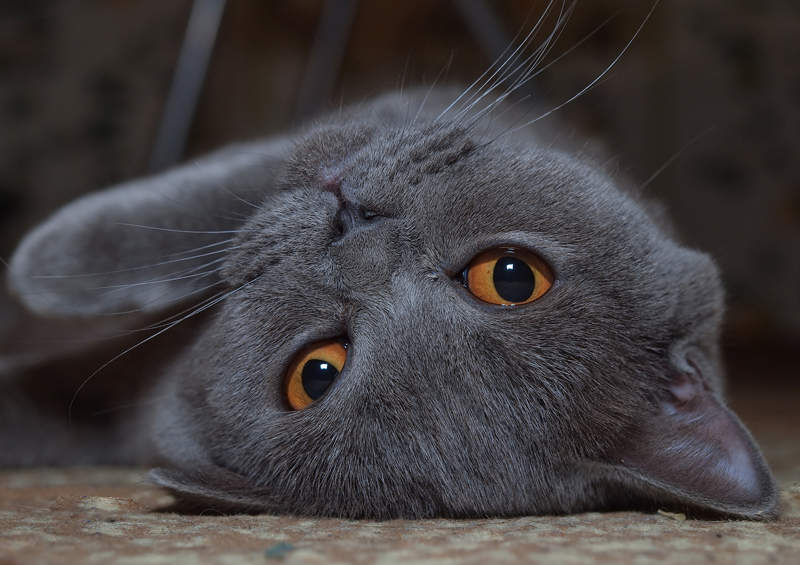 Kartezianines kates Chartreux cat