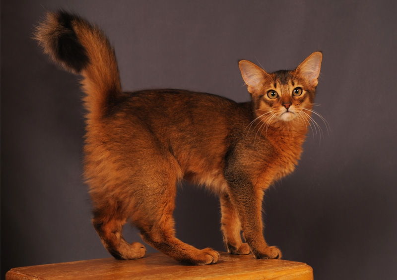 Somalio kate Somali cat