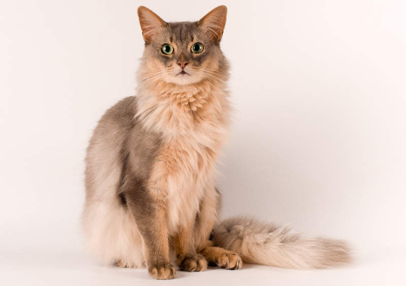 Somalio katės (Somali cat)