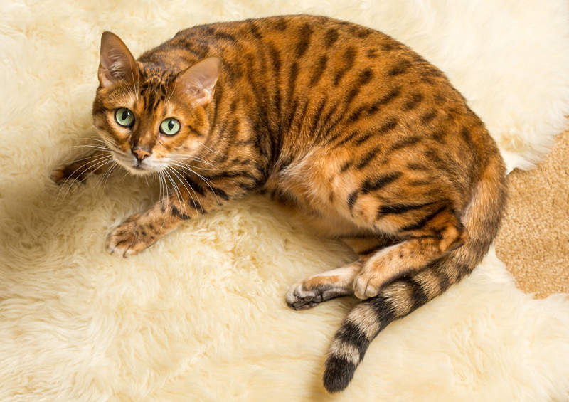 Bengalijos katė (Bengal cat)