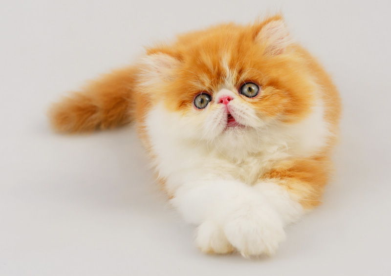 Egzotiškoji ilgaplaukė katė (Exotic longhair cat)