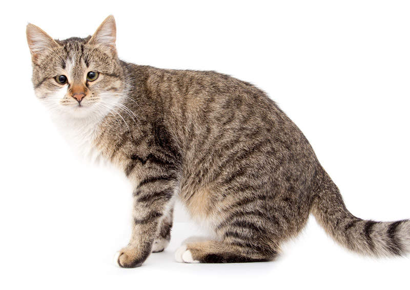 europos trumpaplauke kate european shorthair cat