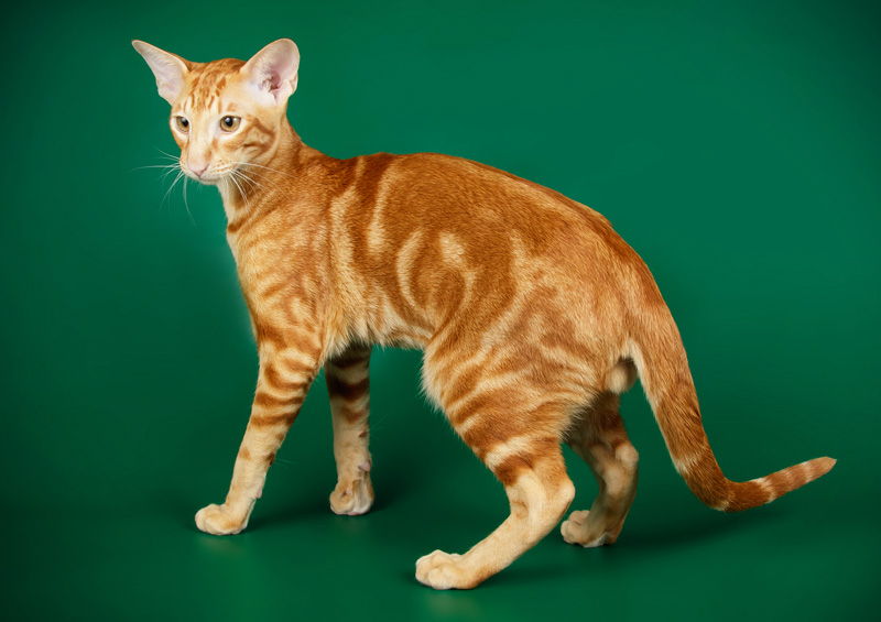 Orientalų trumpaplaukės katės (Oriental Shorthair)