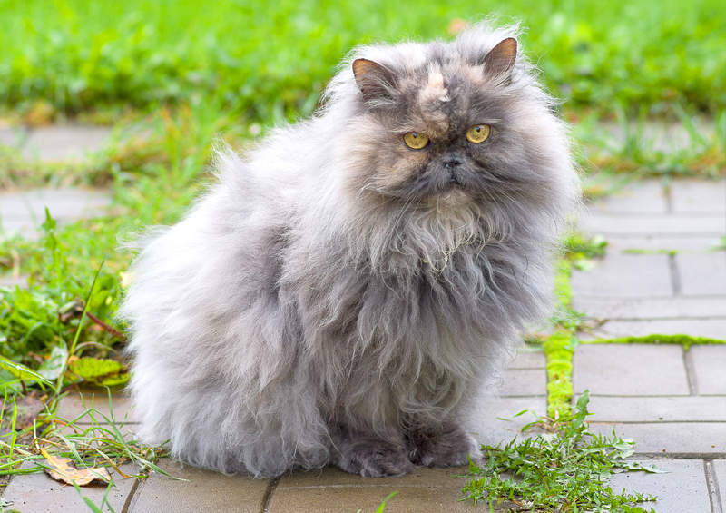 Persų katė (Persian cat)