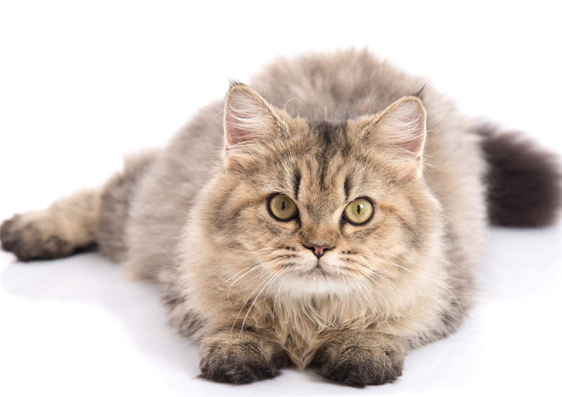 persu kate Persian cat