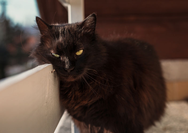 Šantilio katė (Chantilly cat)