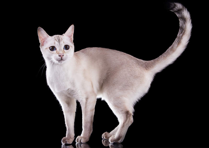 Tonkino katė (Tonkinese cat)