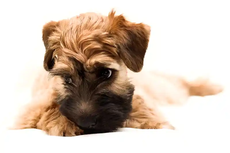 airiu kvieciaspalvio terjero suniukas 3084620