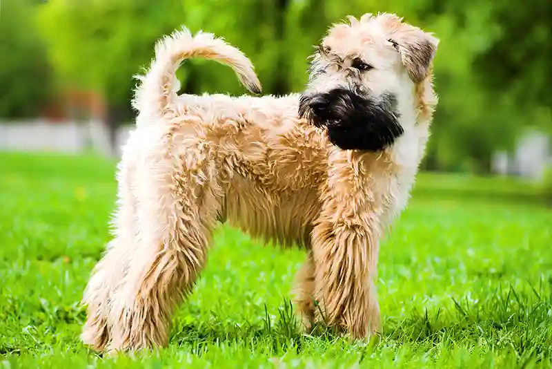airiu kvieciaspalvis terjeras Irish soft coated Wheaten Terrier 2