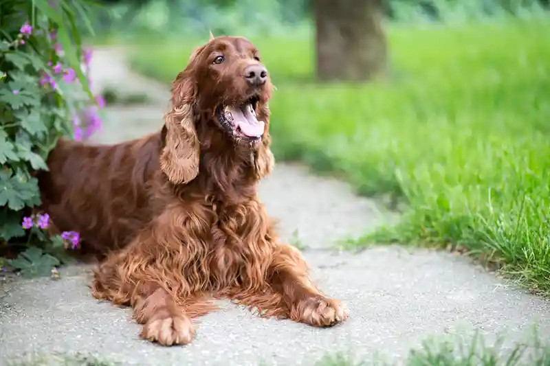 airiu seteris Irish Setter 3