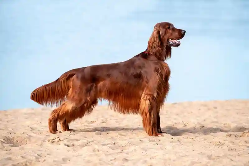 airiu seteris Irish Setter 38153955