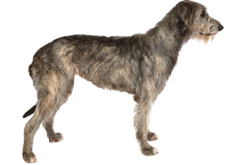 airiu vilkogaudis Irish Wolfhound 5