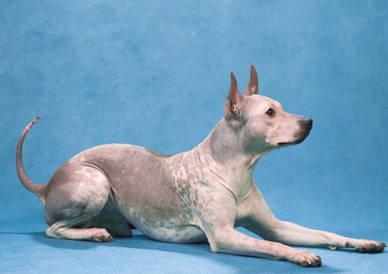 Amerikiečių plikasis terjeras (American Hairless Terrier)