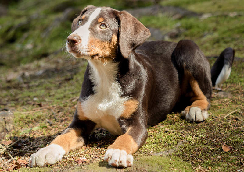 Apencelio zenenhundas (Appenzeller Sennenhund)