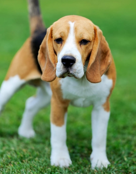 Biglis (Beagle)