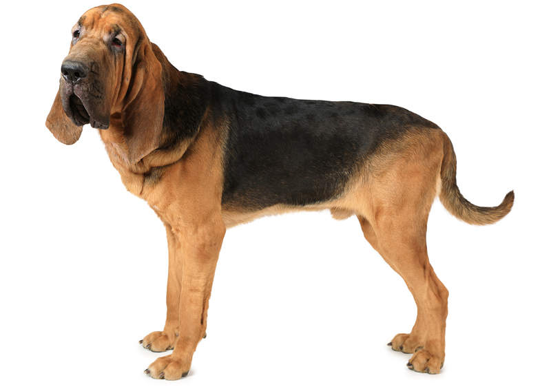 Bladhaundas (Bloodhound)