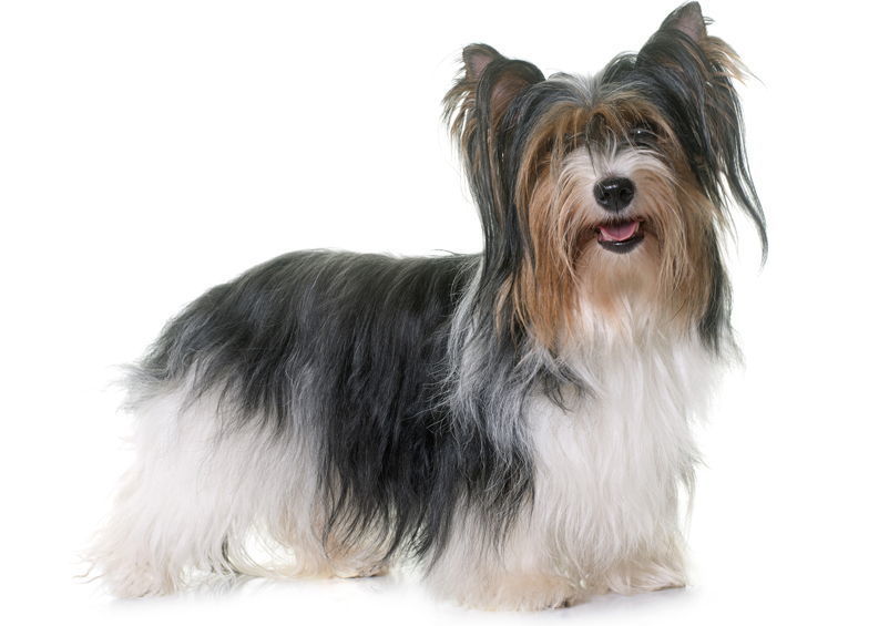 Byverio terjeras (Biewer Terrier) Byverio terjeras (Biewer Terrier)