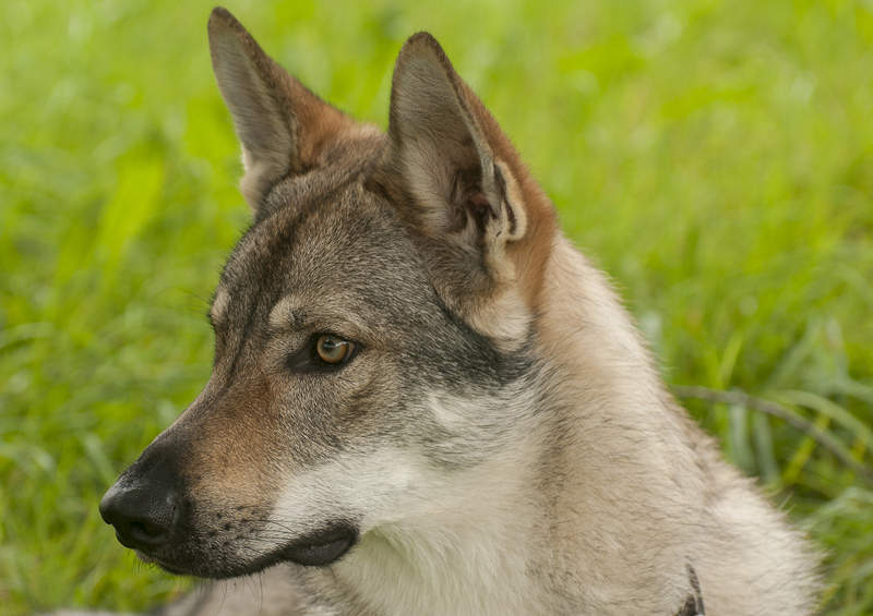 Čekoslovakų vilkšunis (Czechoslovakian Wolfdog)