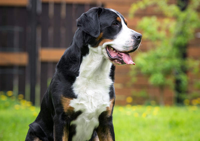 didysis sveicarų zenenhundas Greater Swiss Mountain Dog