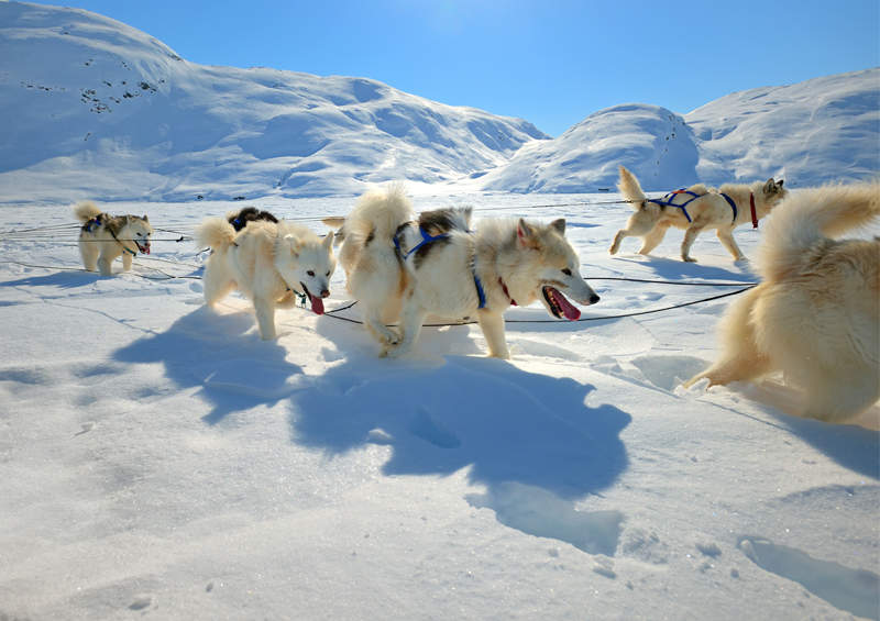 Grenlandijos šuo (Greenland Dog)