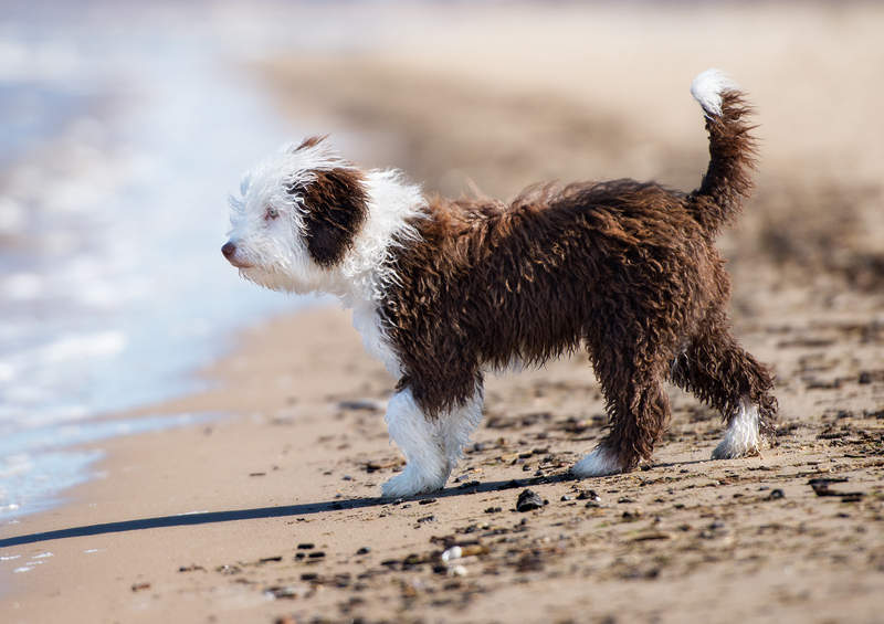 Ispanų vandens šuo (Spanish Water Dog)