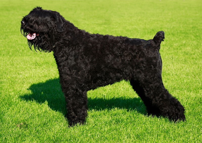 Juodasis rusų terjeras (Black Russian Terrier)