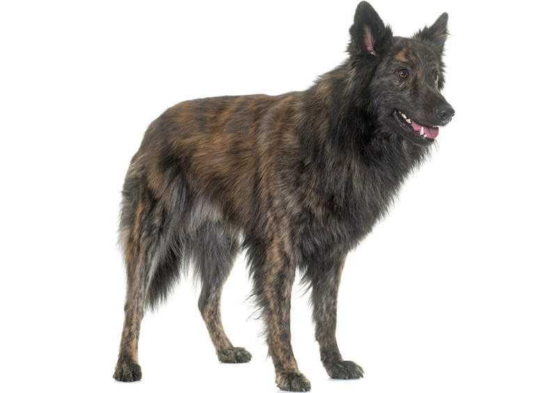 Olandų aviganis (Dutch Shepherd Dog)
