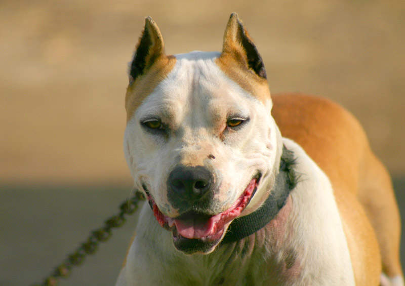 amerikieciu pitbulterjeras American Pit Bull Terrier