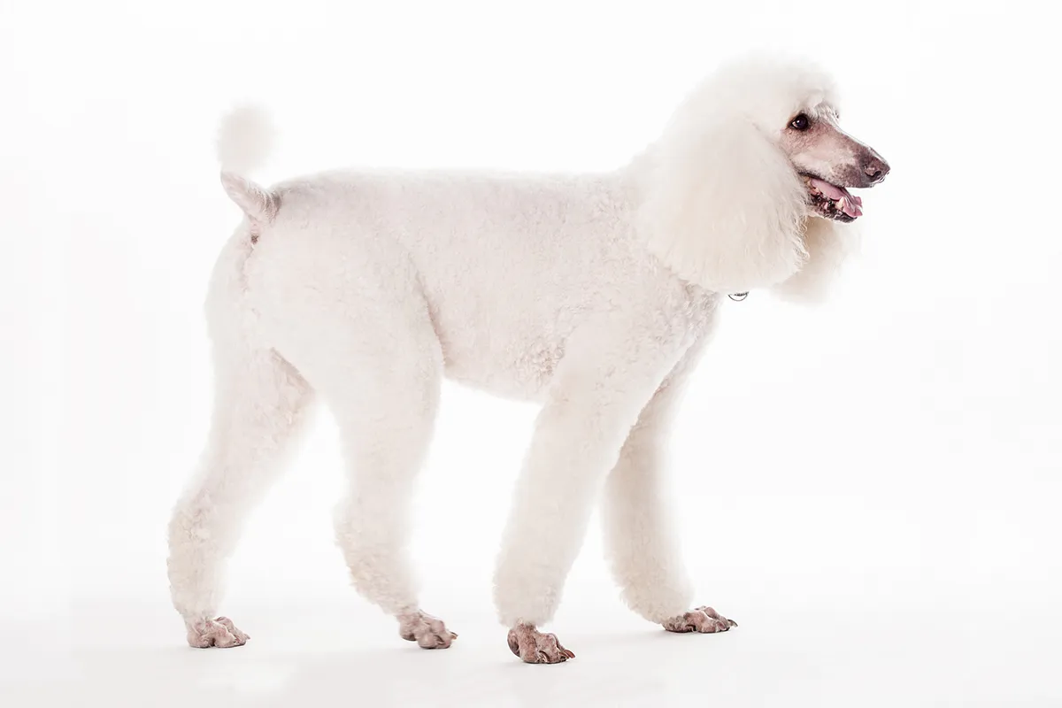 Didysis pudelis (Karališkasis, Poodle)