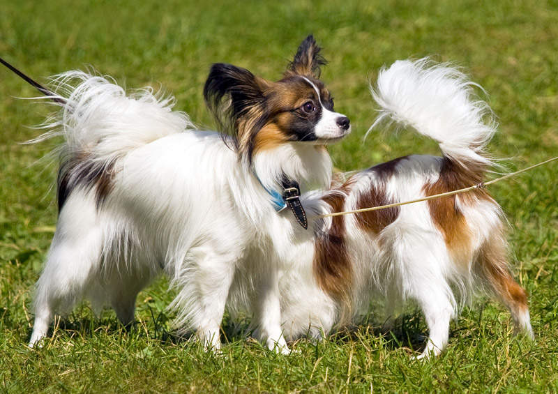Pomeranijos špicas (vokiečių špicas) (Pomeranian)Papiljonas (Papillon dog)