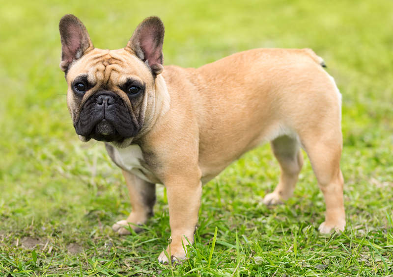 Prancuzų Buldogas French Bulldog