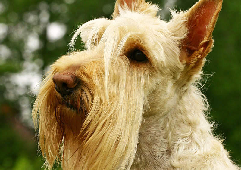 skotu terjeras Scottish Terrier