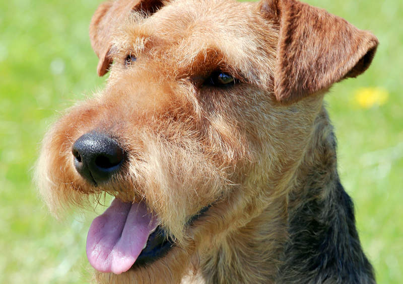 valu terjeras Welsh Terrier