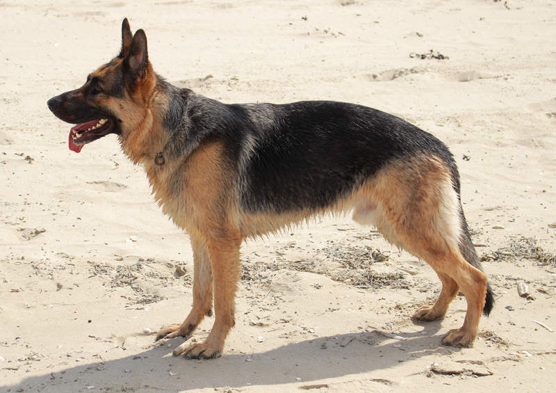 Filthy international passage Vokiečių aviganis (German Shepherd Dog)