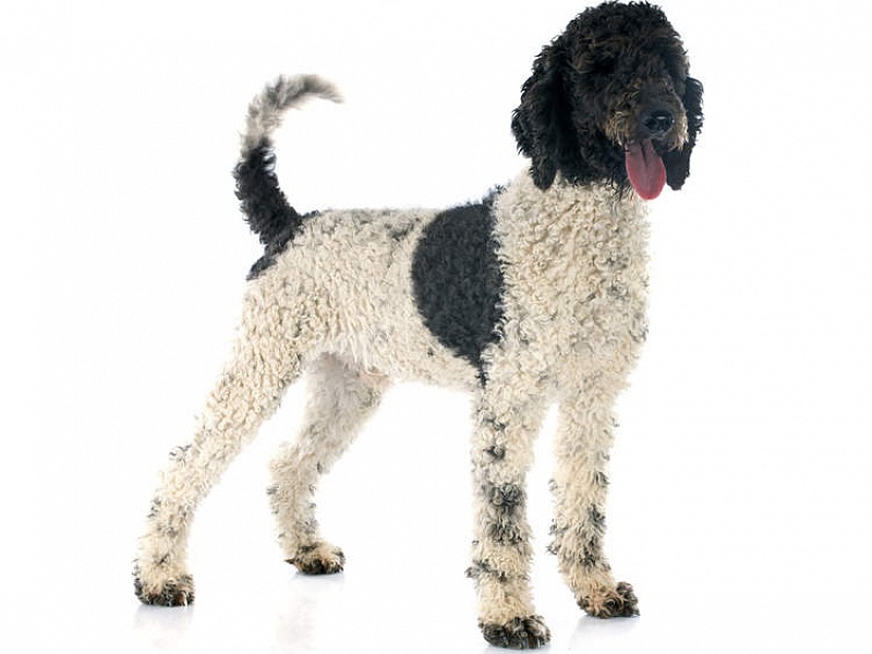 Didysis Pudelis Karaliskasis Standard Poodle