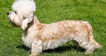 Mazasis Pudelis Poodle