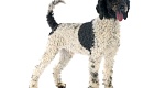 Mazasis Pudelis Poodle