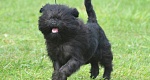 Mazasis Pudelis Poodle